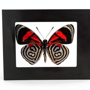BicBugs Science Classroom Specimen Kit - 35 USD Educational Model-0