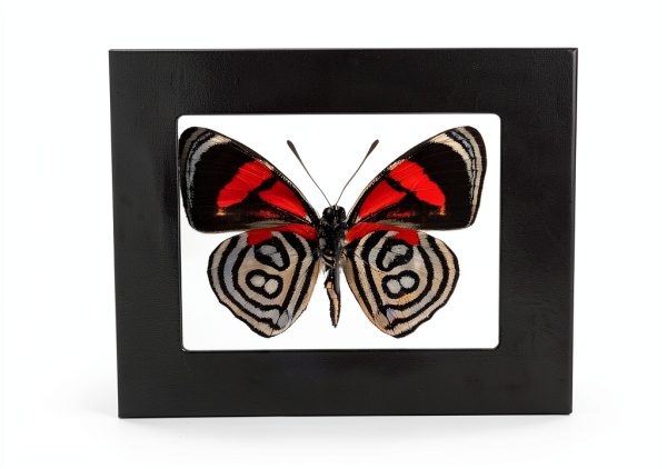 BicBugs Science Classroom Specimen Kit - 35 USD Educational Model-0